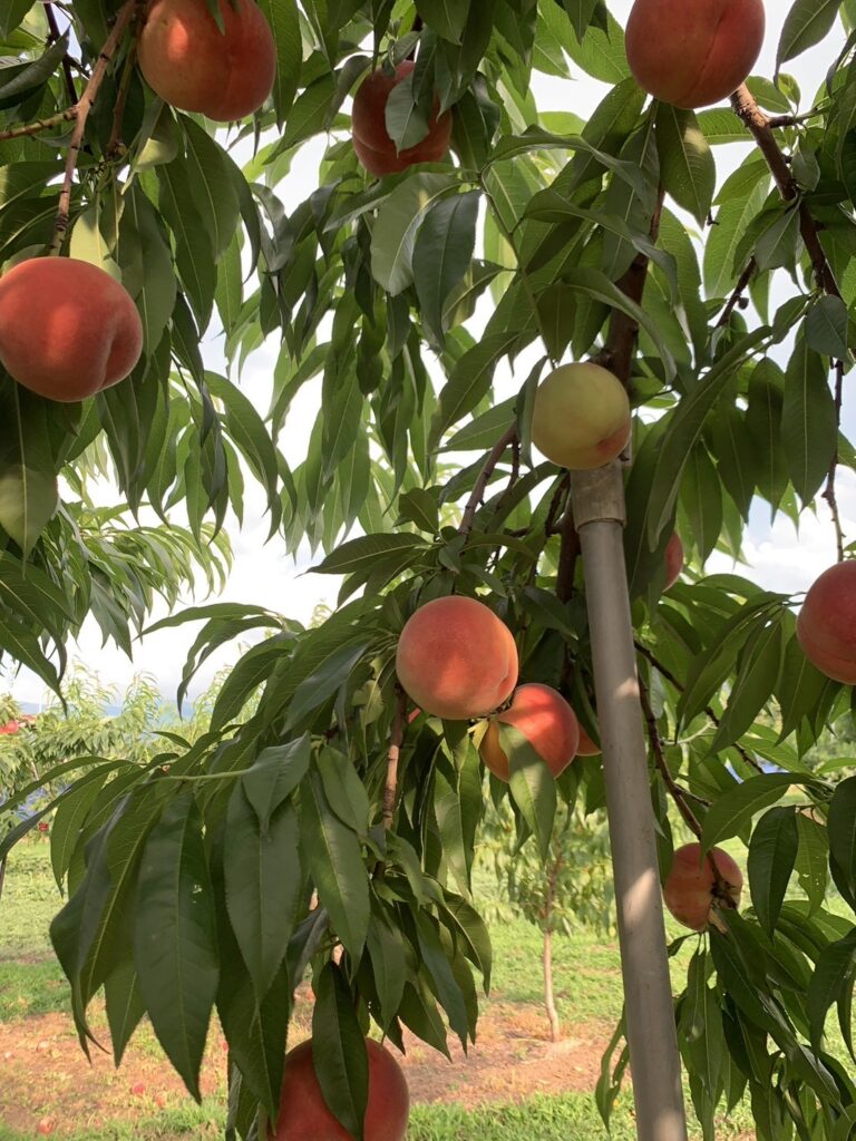 🍑桃の種類とおいしい食べ方|白鳳・大久保・ネクタリン・ワッサーの魅力 | 畑とジャムと。