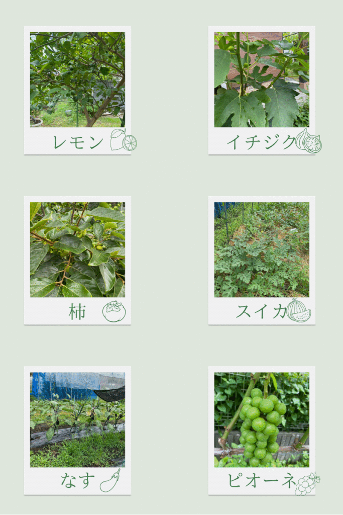 6月25日現在の果樹や野菜の様子。元気に育っています。