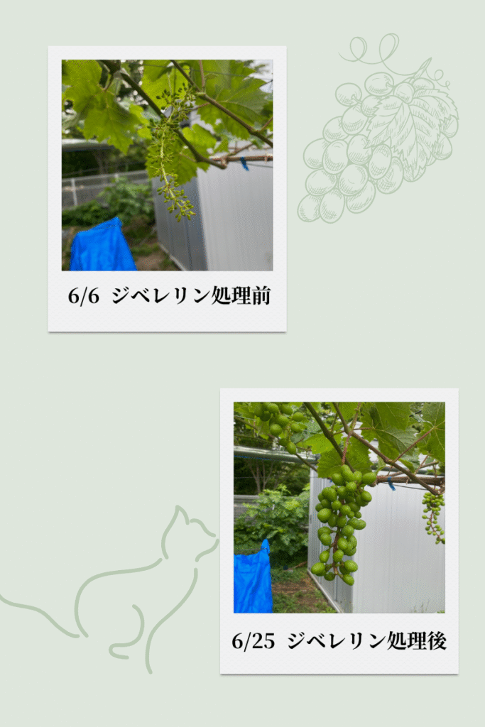 6月下旬、ジベレリン処理を終えたピオーネのぶどう。実がふっくらと育ってきている。