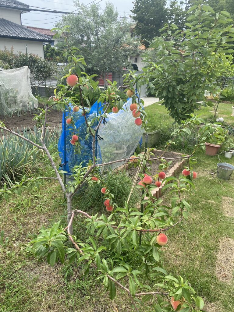庭で育てている桃の木と畑の風景(群馬県藤岡市)