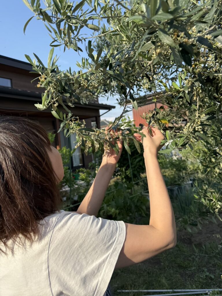 庭のオリーブの木を手入れする内田朱美恵さん(群馬県藤岡市のご自宅にて)