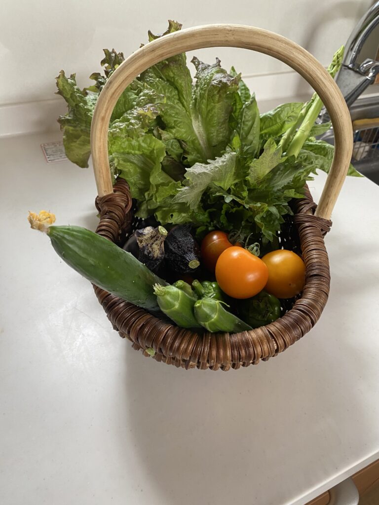6月に畑で収穫したトマト、キュウリ、シソなどを入れた野菜かご。季節の恵みたっぷり。
