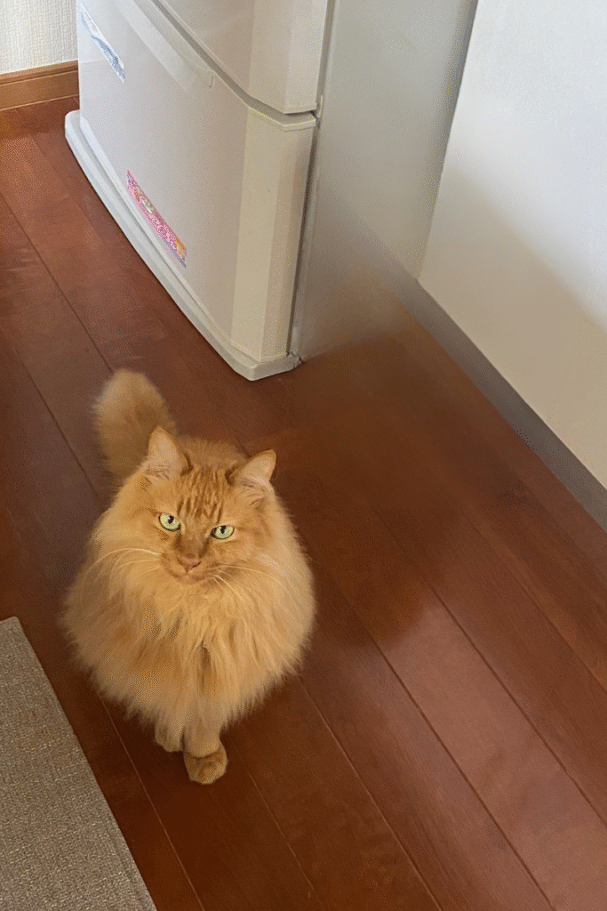 家で暮らす茶トラ猫(ジャム作りを見守る様子)