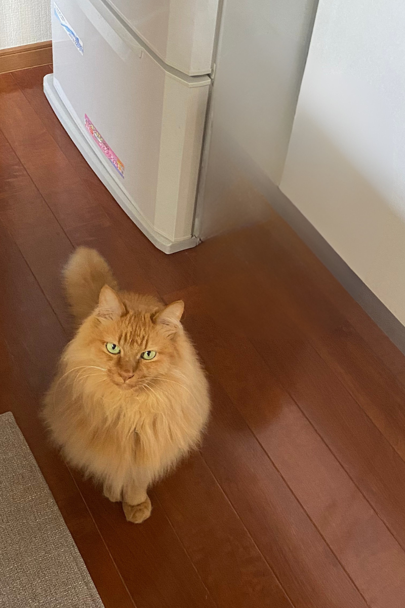 ミイ