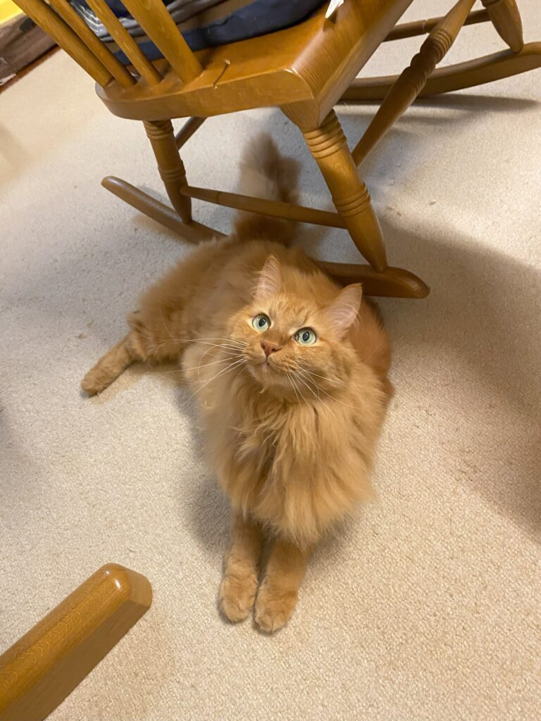 猫がワクワクしている様子