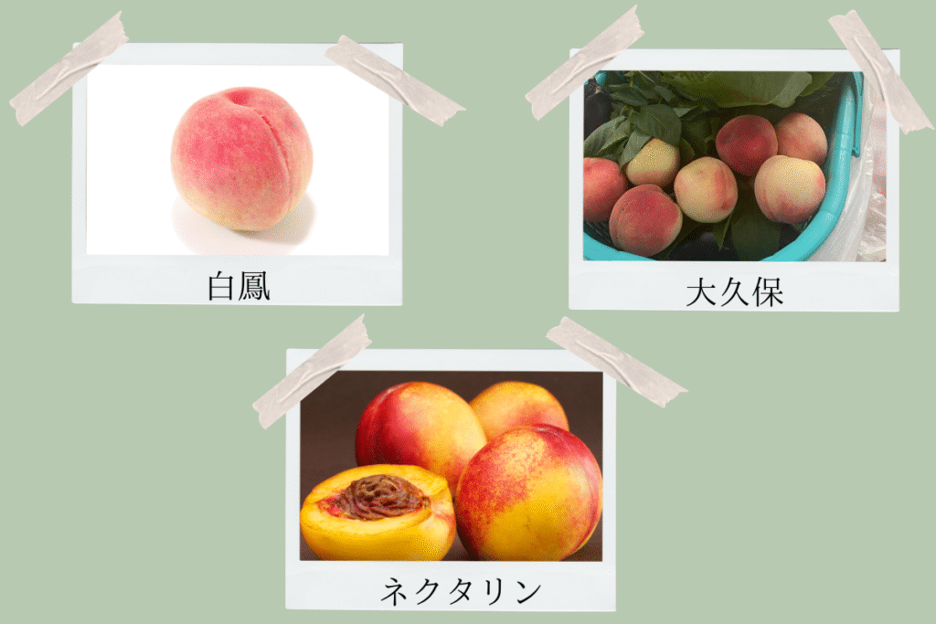 白鳳・大久保・ネクタリンの見た目比較。桃の代表品種