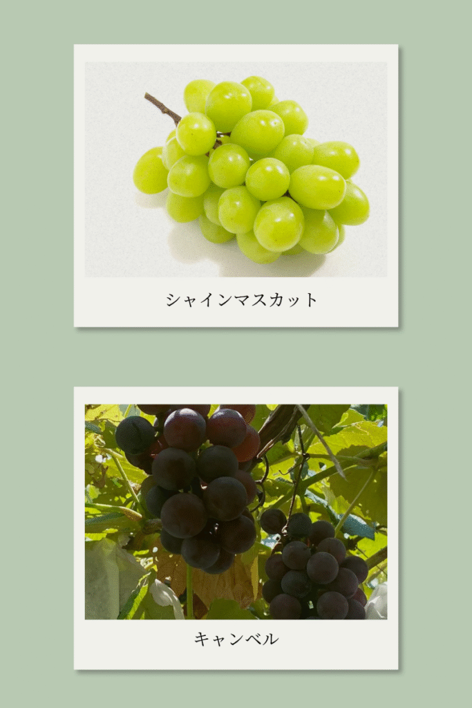 シャインマスカットとキャンベルがポラロイドにうつされている様子