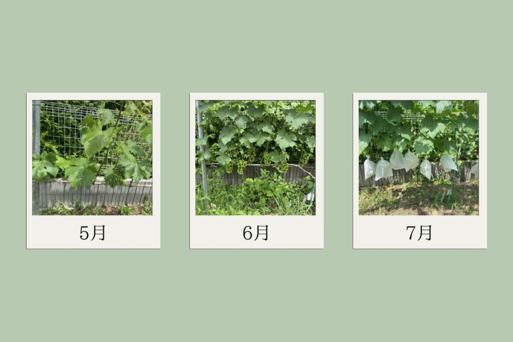 5月のピオーネ
6月のピオーネ
7月の袋掛け後のピオーネ
