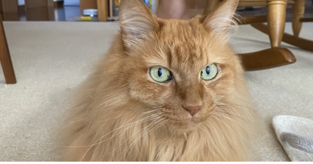 飼い猫のミイ、美しいグリーンの目をした茶トラの長毛猫