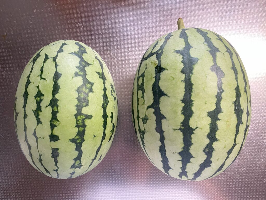 収穫した小玉スイカを2つ可愛く並べて