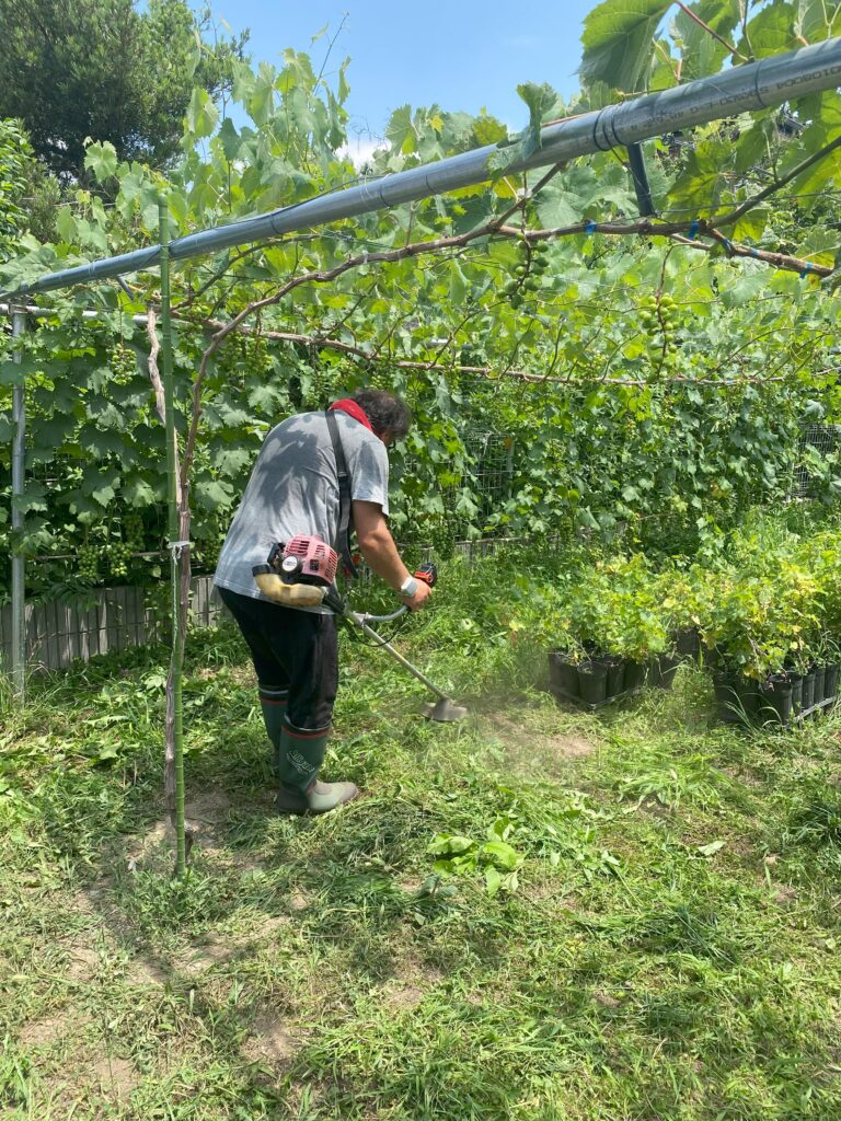 草刈り機でぶどう畑の雑草を刈る様子。夏の畑しごとの一場面