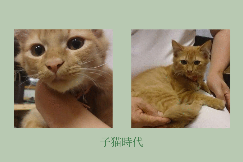 子猫時代のミイ、愛らしい瞳と小さな体
飼い始めたばかりの頃のミイ、家族の腕に抱かれている様子