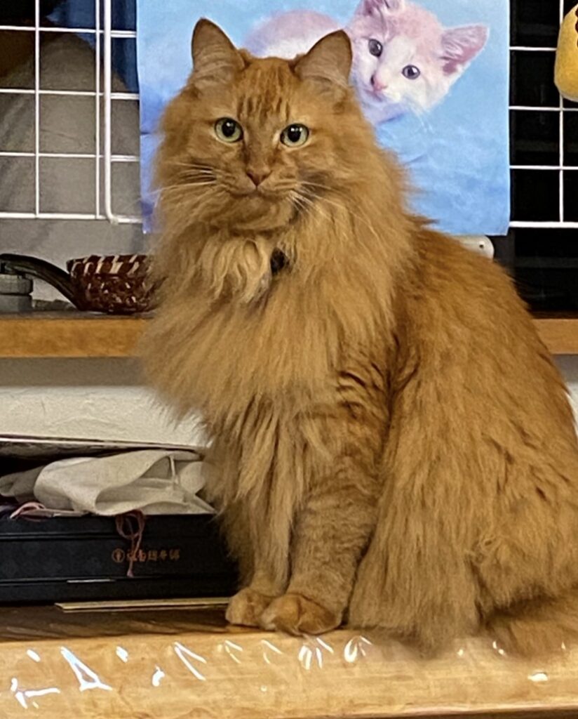 堂々とした表情で座るミイ、背景には子猫の写真も