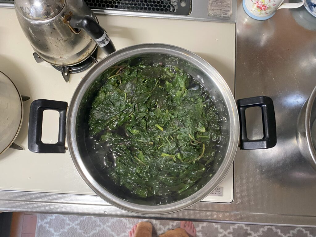 鍋で赤紫蘇を茹でています