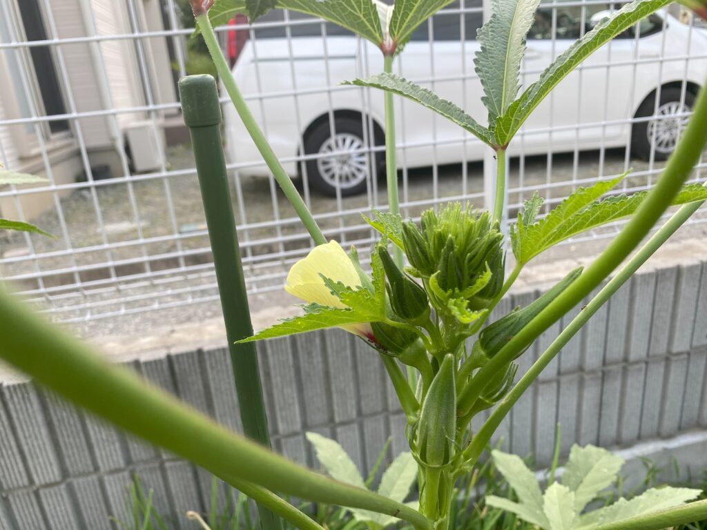 オクラの花と若い莢のクローズアップ