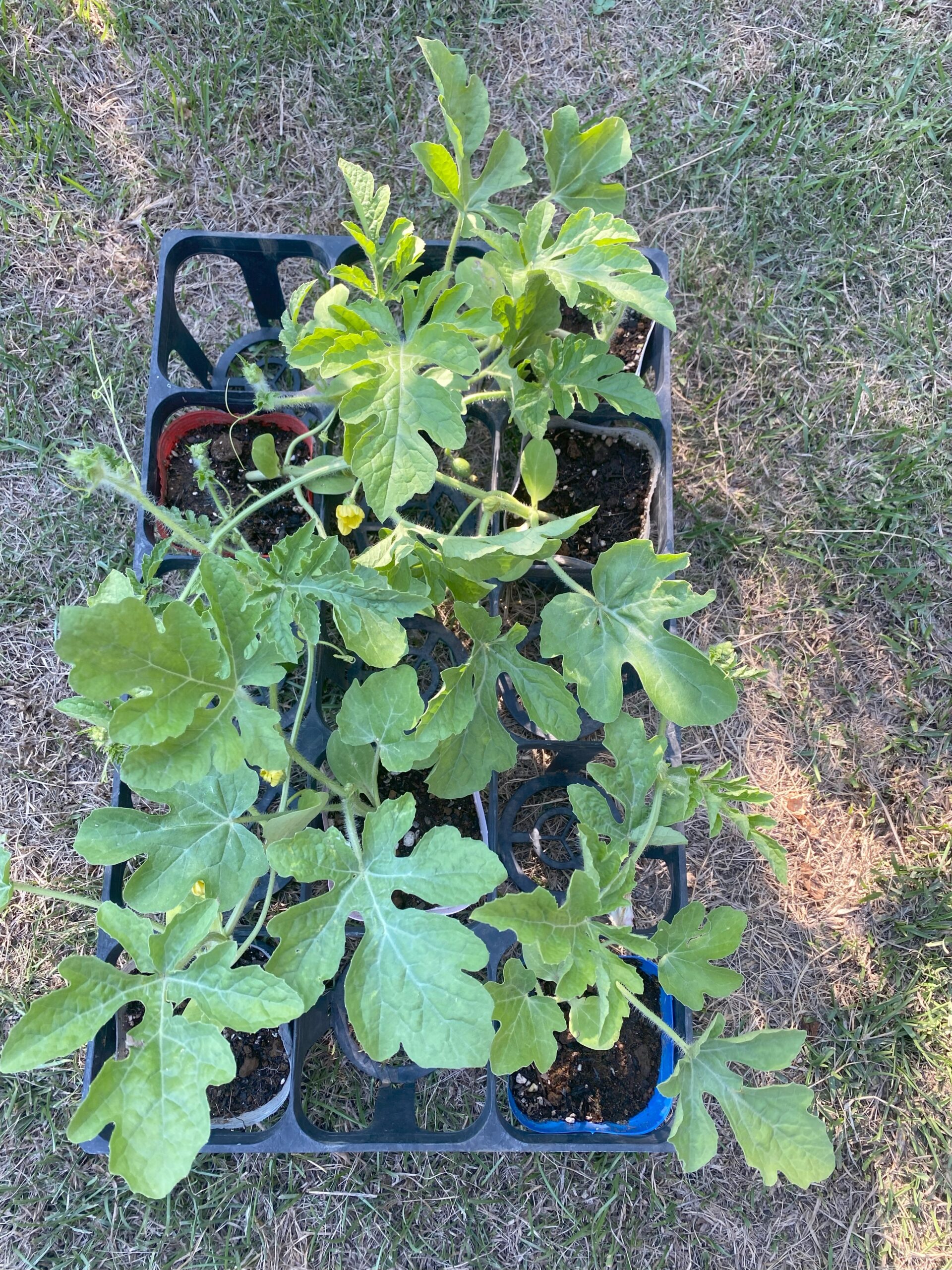庭に植えたばかりのスイカ苗