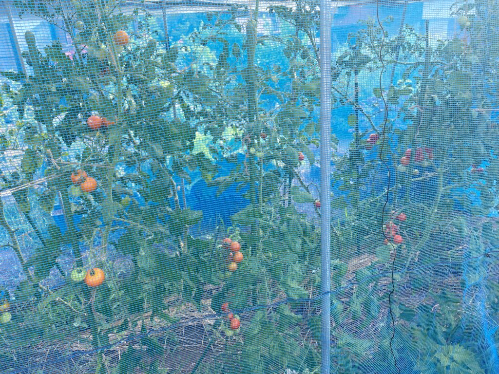 防虫ネット越しに見える赤く熟したトマト