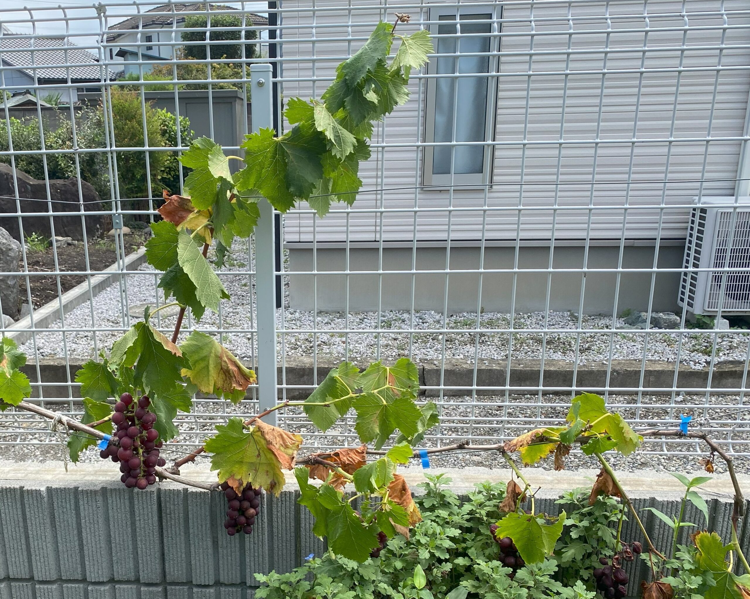 色づいた赤ぶどうの房
