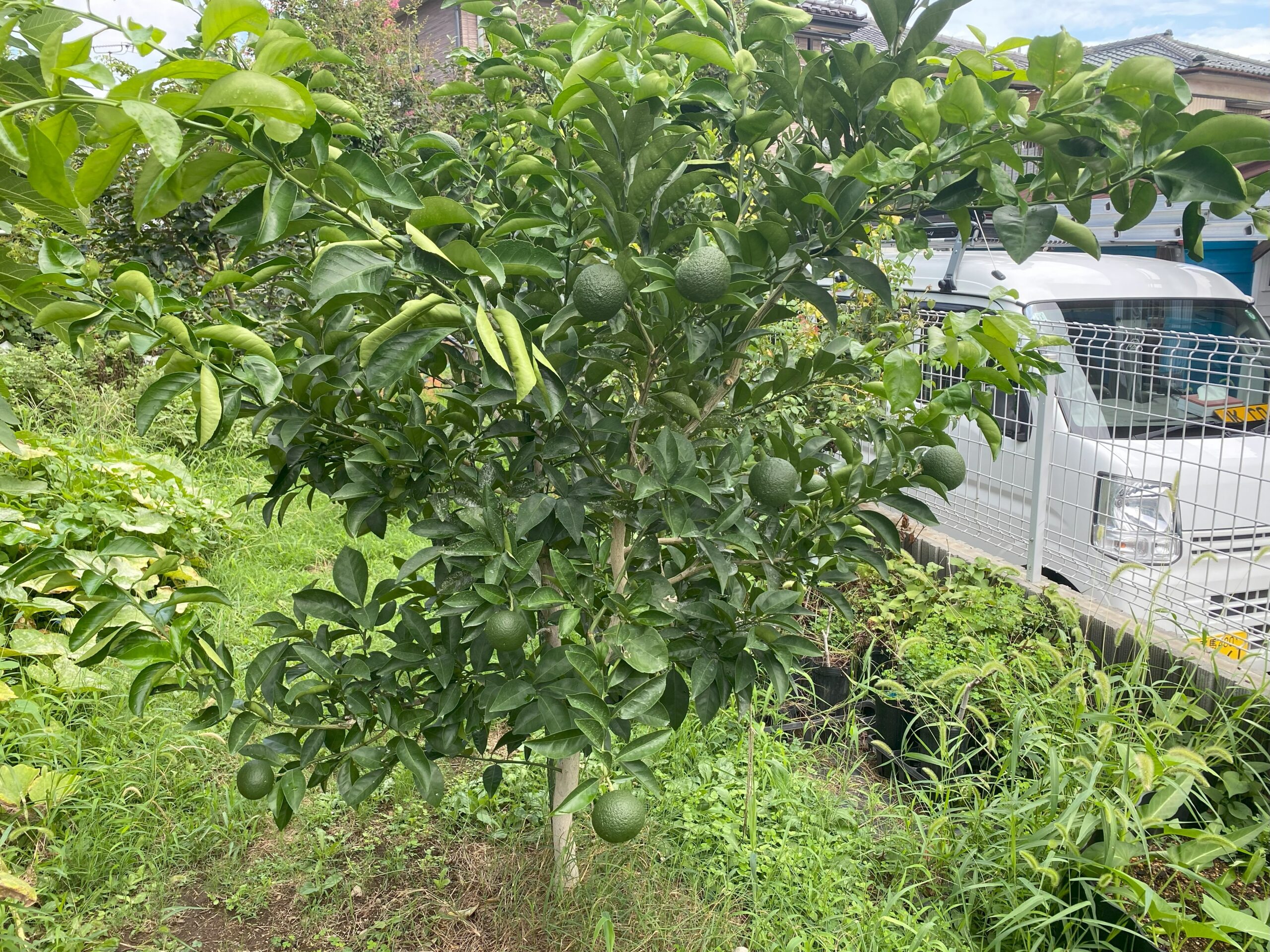 青いミカンの実がたわわに実る