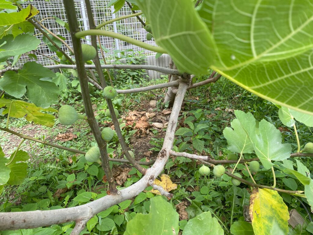 我が家で実ったいちじくの実