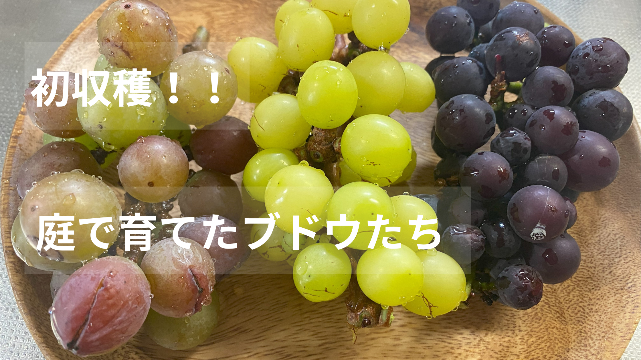 木皿に３種類のブドウが並んでいます。