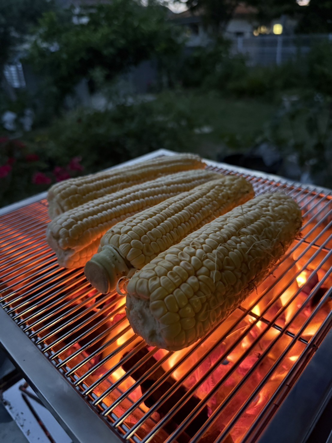 焼いているトウモロコシ
