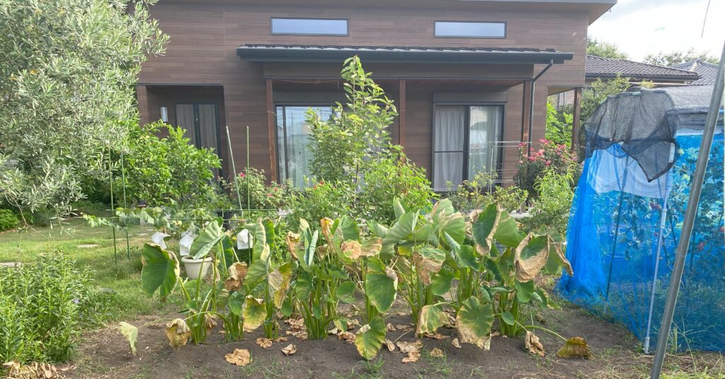 家の前に広がる畑と里芋の列、暮らしと畑がつながる風景