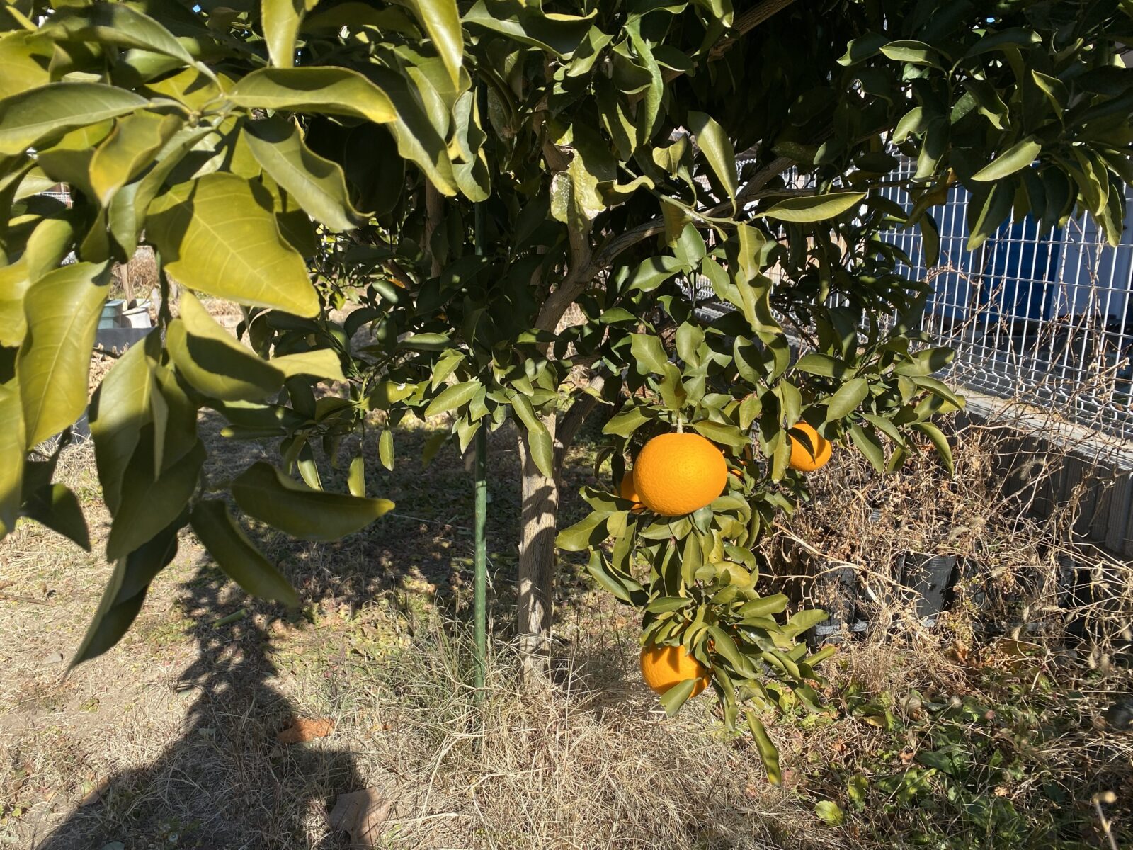 自家栽培のネーブルオレンジの実