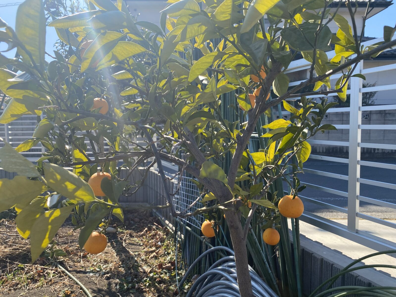 自宅の庭で育てているブラッドオレンジの木
