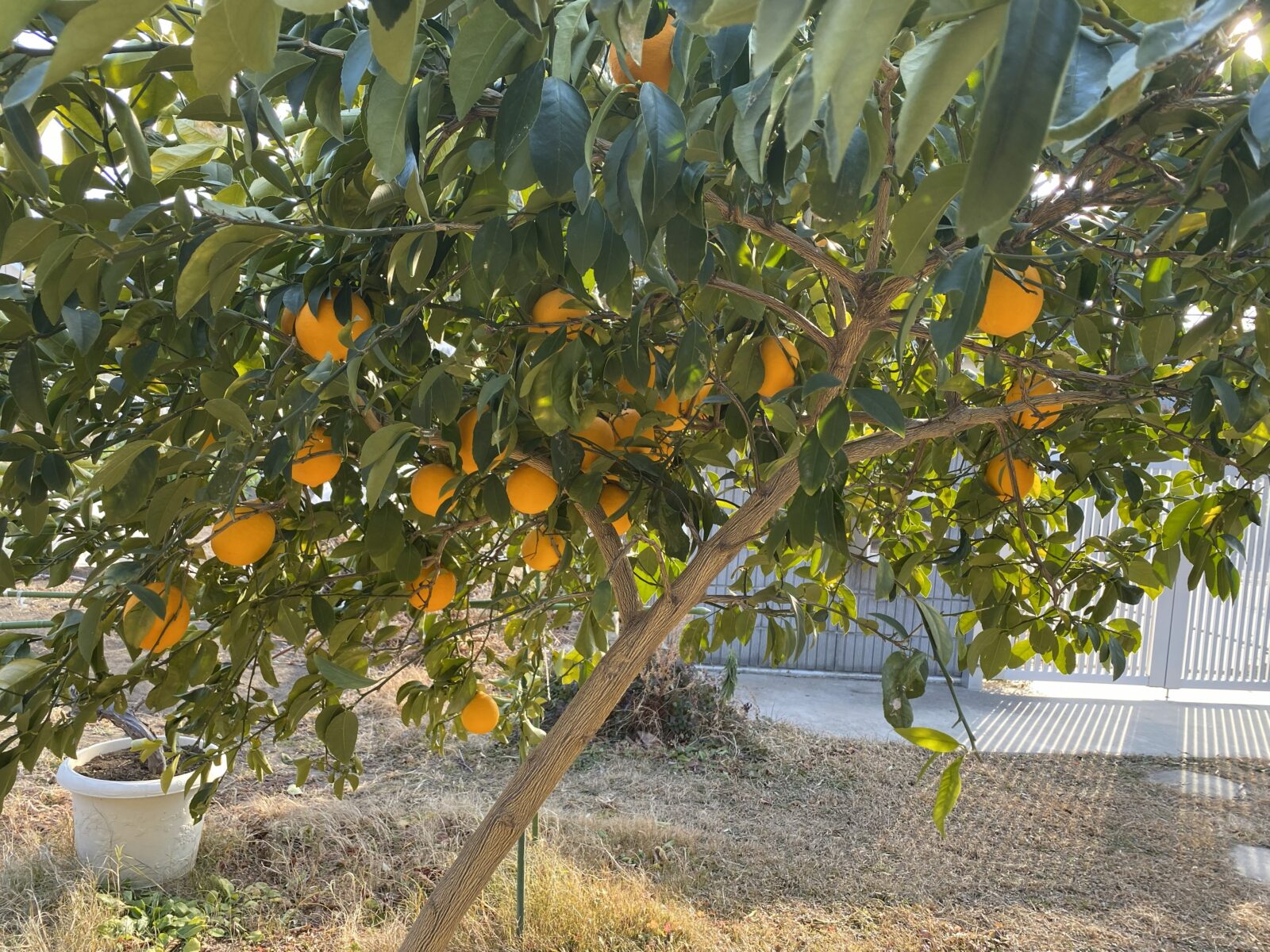 自家栽培のレモンの木 冬の様子