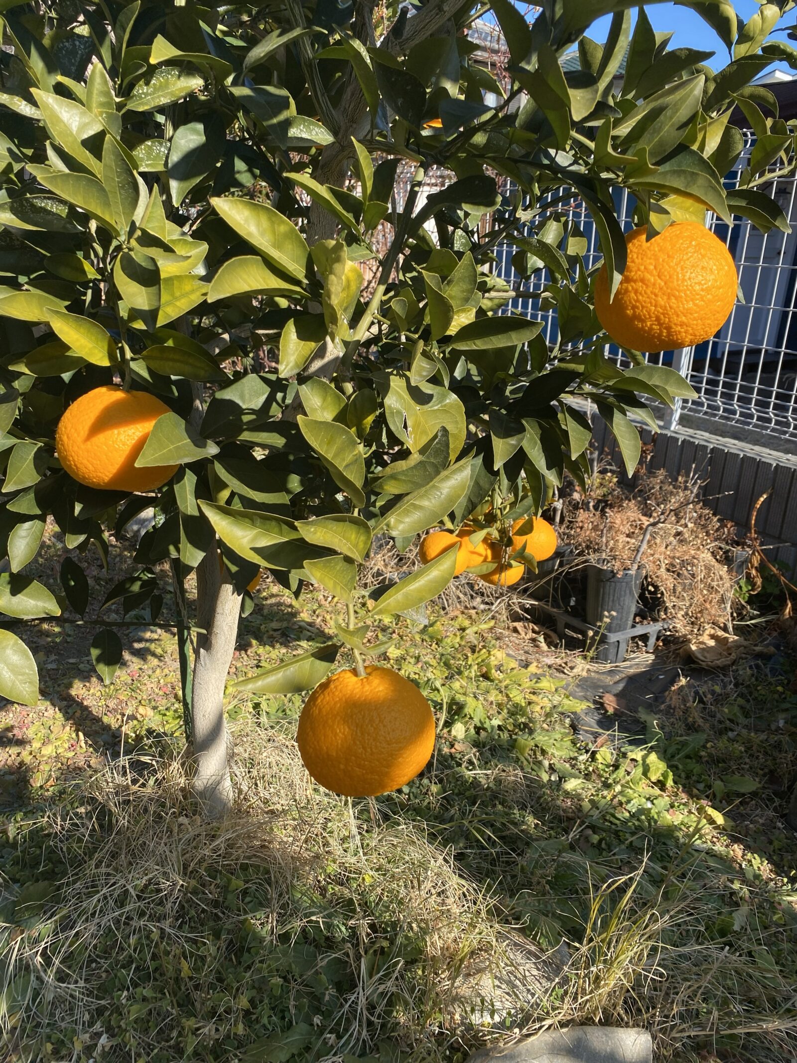 大きく育った夏みかんの実