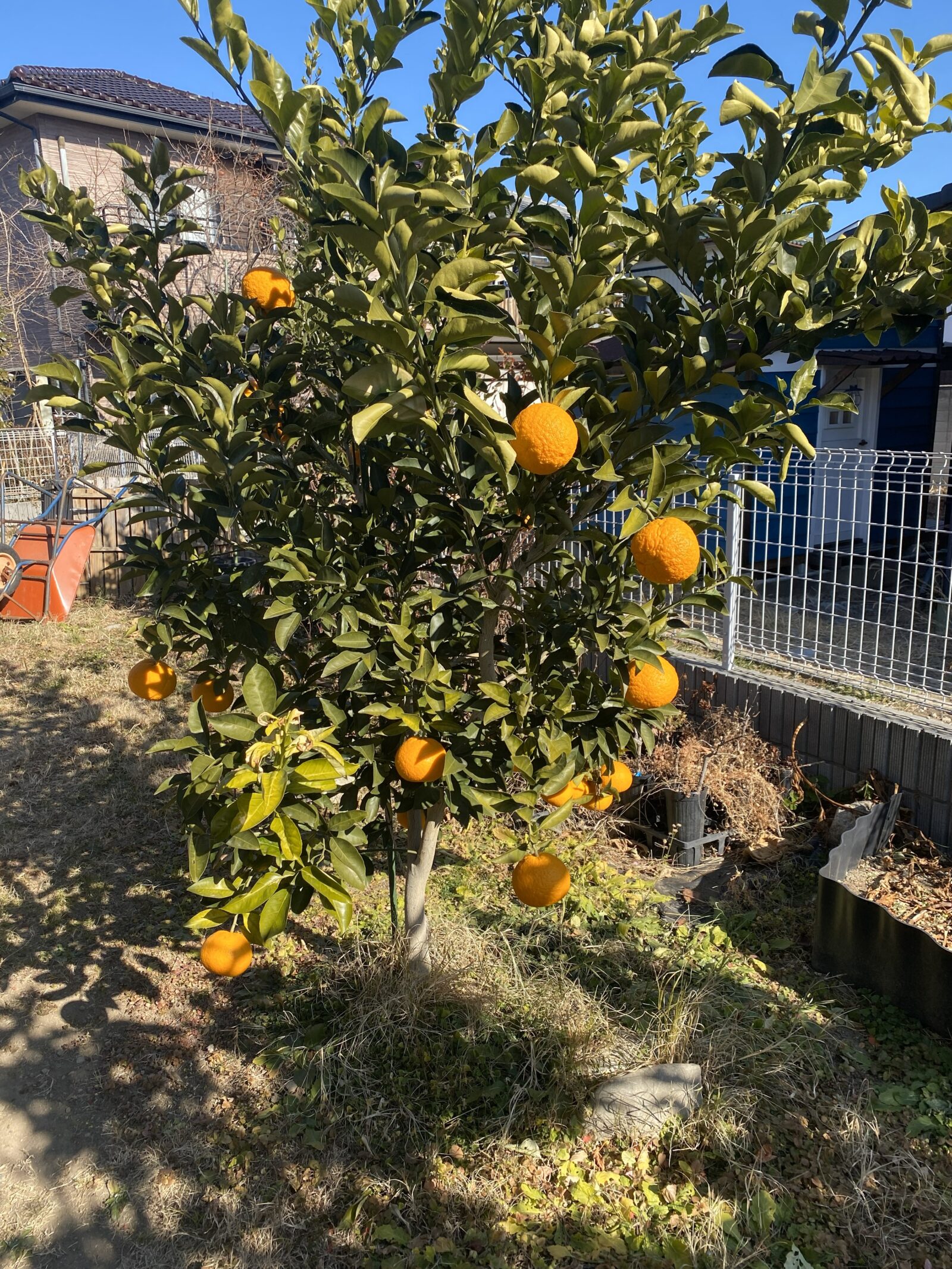 庭で育てた夏みかんの木